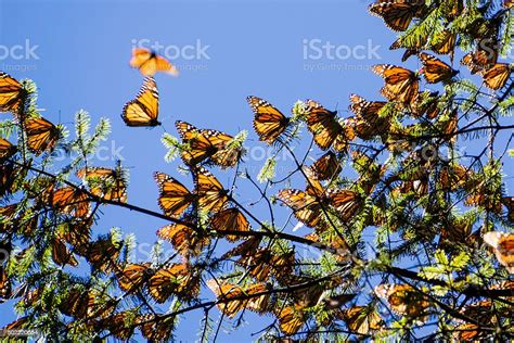 Monarch Butterflies On Tree Branch In Blue Sky Background Stock Photo