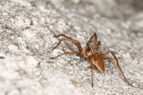 Brown Recluse Spiders Brown Recluse Identification And Dangers
