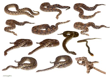 Snakes Clipart Png Images