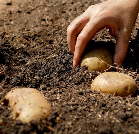 Grow Your Own Seed Potatoes British Garden Centres