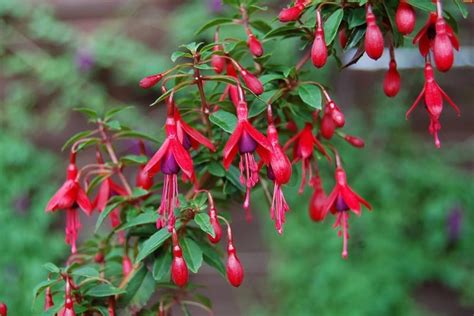 The 15 Best Flowers That Attract Hummingbirds Rhythm Of The Home