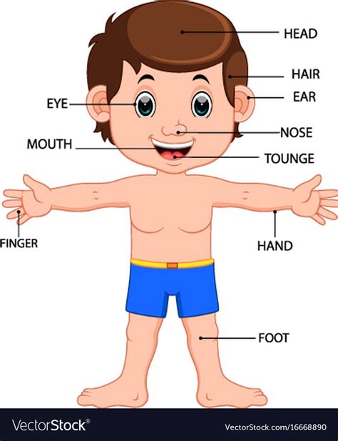 Boy Body Parts Diagram Poster Royalty Free Vector Image