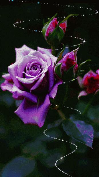 Decent Image Scraps: Rose Animation