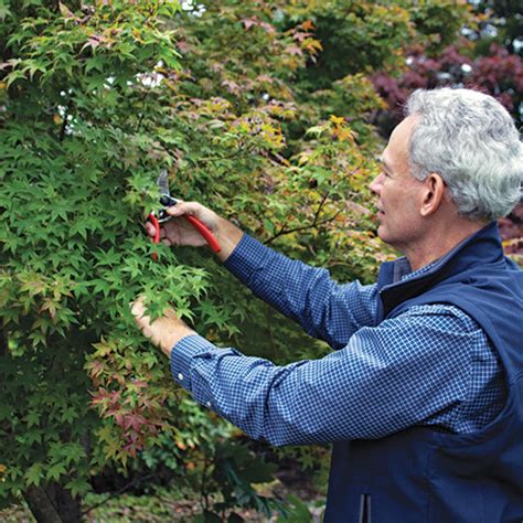 An Easy Approach To Pruning Japanese Maples Finegardening