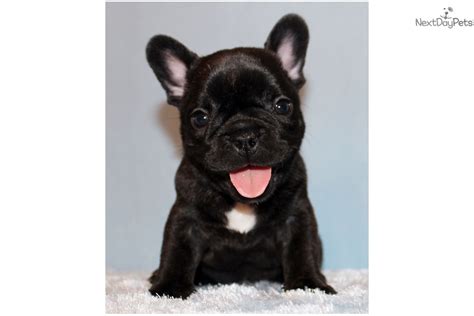 Your french bulldog will require tons of attention from you as these dogs thirst for it and do not tolerate long periods alone well. French Bulldog puppy for sale near Los Angeles, California ...