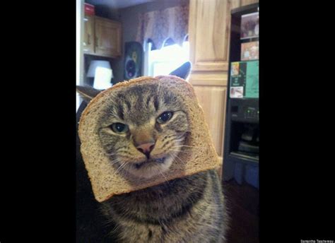 In Bread Cat Meme Cat Vgr