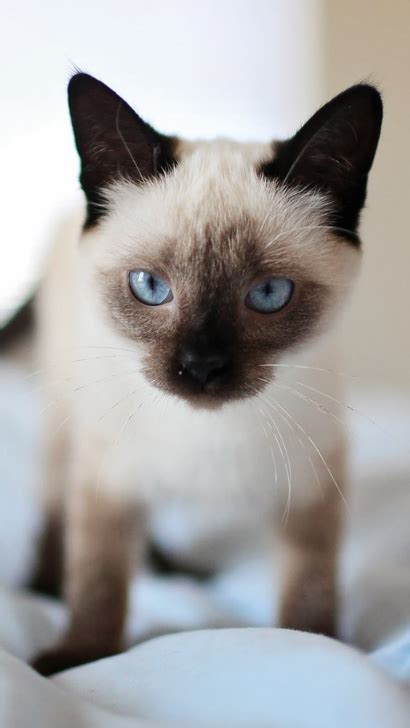 Siamese Munchkin Cat Facts About Munchkin Cat Breed Information