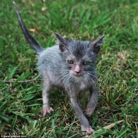 Breeders Develop A Werecat Cat That Looks Like A Werewolf And Acts