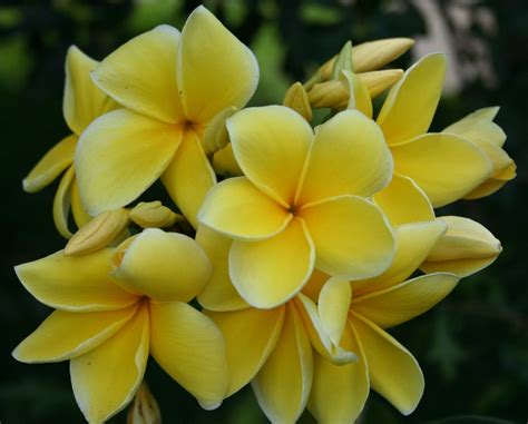 Ebay.com has been visited by 1m+ users in the past month Plumeria Tree | Plumeria Rubra Yellow White Apocynaceae ...