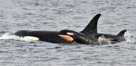 Fourth Baby For Endangered Puget Sound Orcas The Columbian