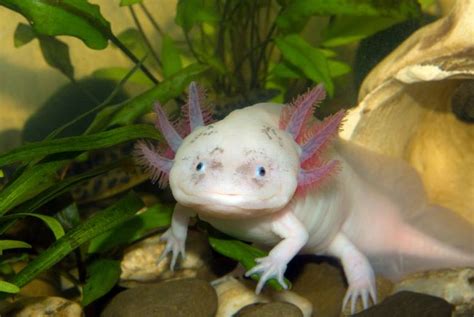 17 Astonishing Axolotl Mexican Walking Fish Facts Fact Animal