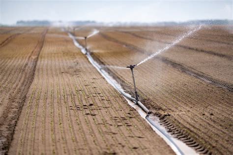 Sprinkler Irrigation System Watering The Growing Vegetables Stock