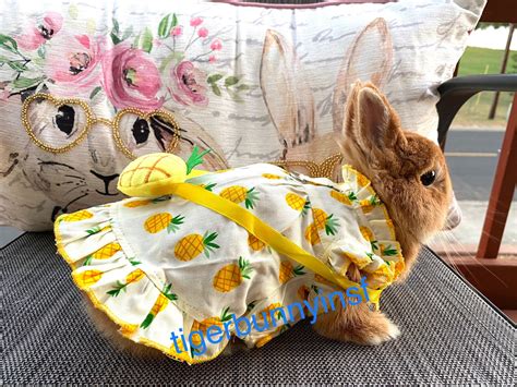Bunny Harness And Leash Pineapple Dress For Rabbit Small Pet Etsy