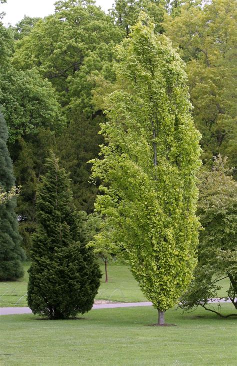 Best Fastigiata Trees And Columnar Trees Narrow Trees To Plant Where Space Is At A Premium