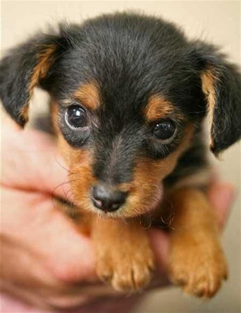 unreal dachshund cross breeds youve