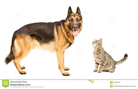 Dog Breed German Shepherd And Sniffing Cat Scottish Straight