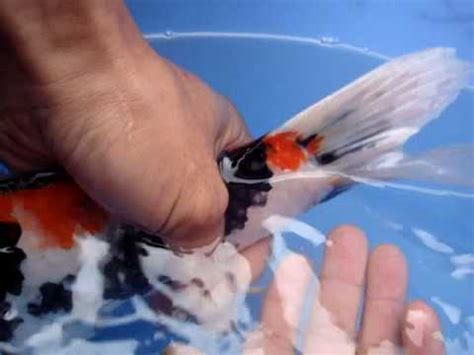 Wipe the end of the tweezers on a clean tissue to remove all traces before attempting to remove another anchor worm. Anchor Worm on Koi Fish - YouTube