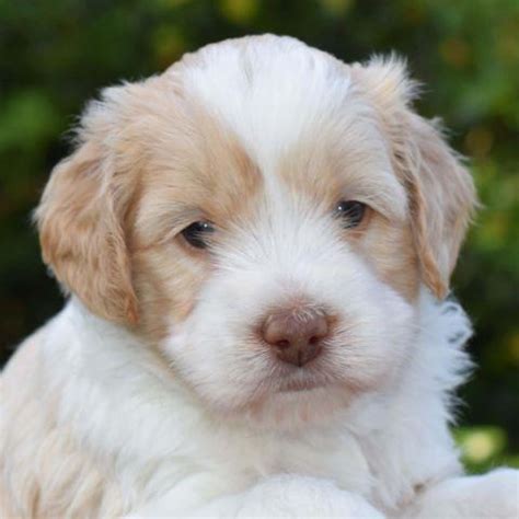 Available for sale, australian labradoodle dogs and puppies for sale, one yr old australian labradoodle for sale. Miniature Australian Labradoodle Puppies available now ...