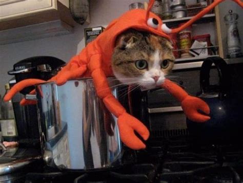 20 Of The Funniest Cats In Costumes