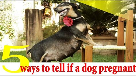 5 Ways To Tell If A Dog Is Pregnant Dog Pregnancy Symptoms Week By