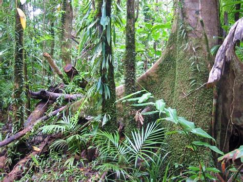 Astonishing Facts About Rainforests Factinate