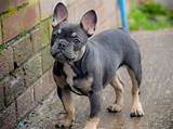 Blue french bulldogs can thank only to their genes for having such an amazing fur color. Blue Tan French Bulldog in Manchester M22 on Freeads ...