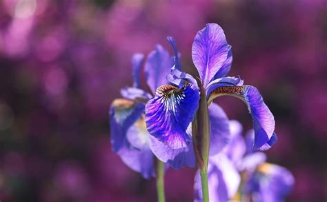 Flowers wallpapers hd sort wallpapers by: Iris Flower Meaning and Symbolism - MORFLORA