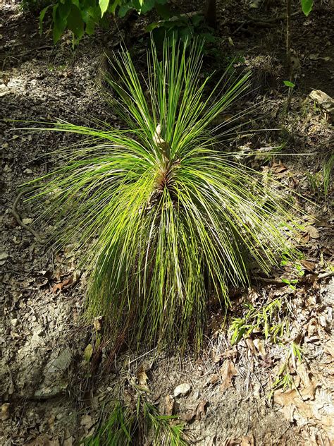 Longleaf Pine 𝘗𝘪𝘯𝘶𝘴 𝘱𝘢𝘭𝘶𝘴𝘵𝘳𝘪𝘴 Infant In The Woods At Mcintosh Reserve