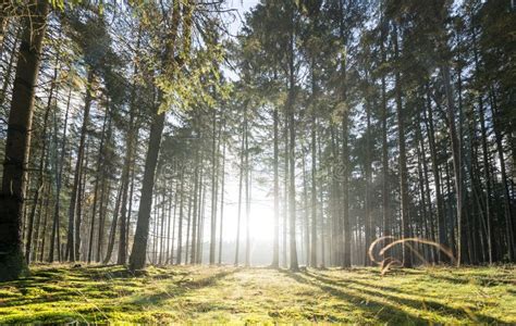 Sun Rays In The Forest Stock Image Image Of Pine Forest 273215935