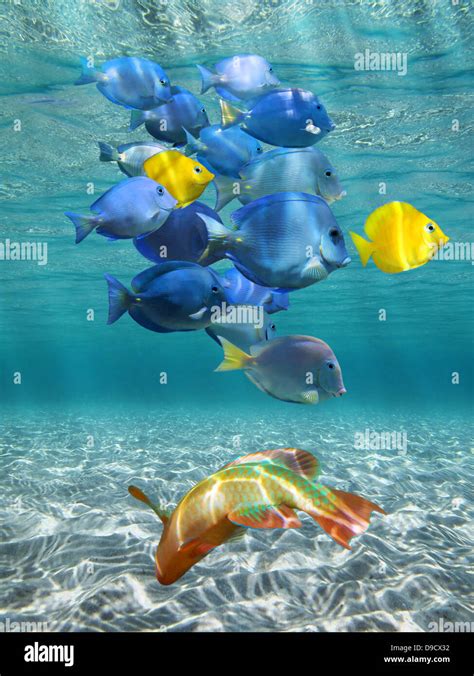 School Of Colorful Tropical Fish Underwater With Sea Surface And Sandy