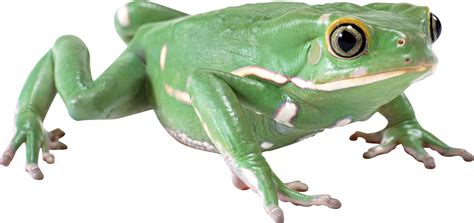 Green Frog Png