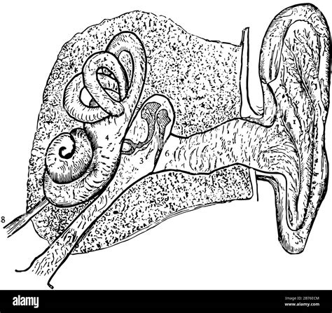 This Illustration Represents Left Ear Vintage Line Drawing Or