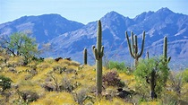 Tucson turismo: Qué visitar en Tucson, Arizona, 2022| Viaja con Expedia