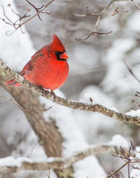 Male Cardinal On Snowy Branch Photograph By Rob Travis Fine Art America