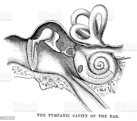 Tympanic Cavity Of The Ear Stock Illustration Download Image Now