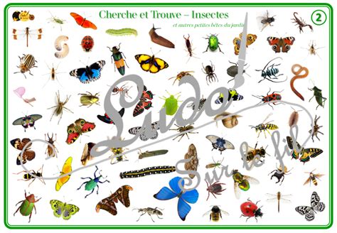 Cherche Et Trouve Insectes Et Petites Bêtes Du Jardin Ludo Sur Le Fil