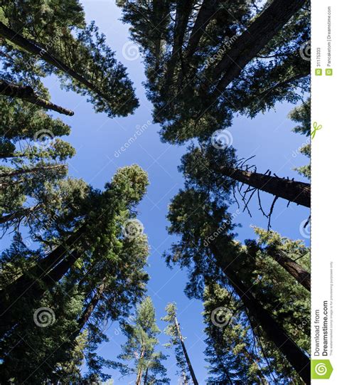 Forest Perspective Stock Image Image Of Forest Yosemite 31175333