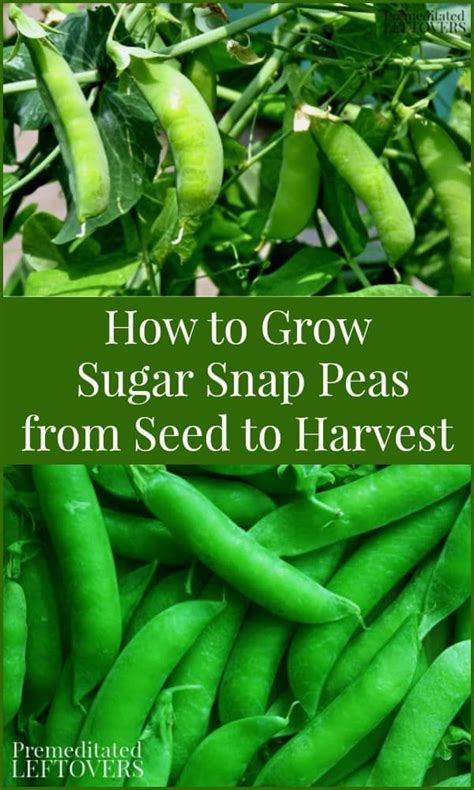 Grow Your Own Sugar Snap Peas