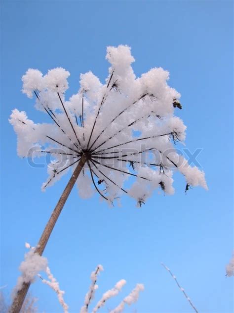 Closeup Of Snow Covered Dry Flower In The Background Of Sky Stock