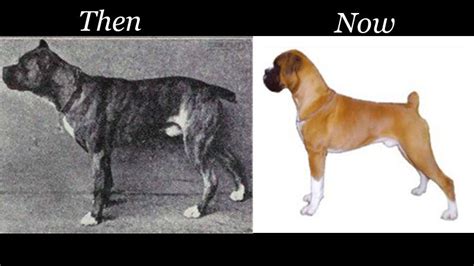 How Dog Breeds Have Evolved From Lone Wolf To Lap Dog Guff