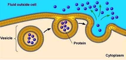 We did not find results for: Membrane Transport for Macromolecules ~ Biology Exams 4 U