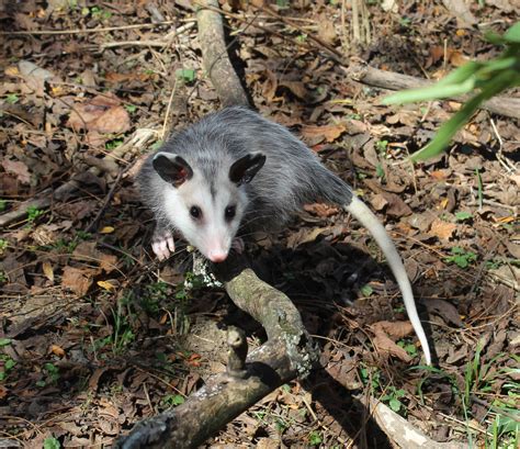 Opossums Kentuckys Only Stunning Marsupial — Fox Run Environmental