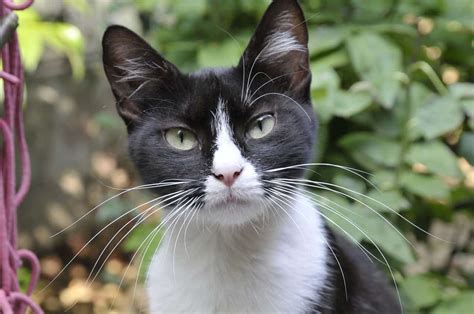 Bicolor (black and white bicolor) ~1/2 white, color on head and torso. Black kitten: Tuxedo Cats - A Cat Breeds Blog