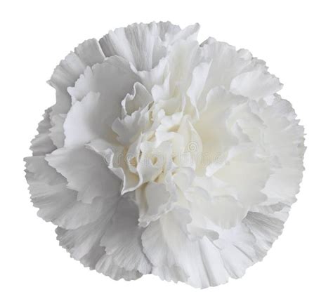 White Carnation Flower Stock Photo Image Of T Nature 29775256