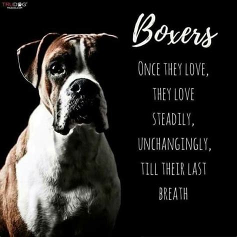 Pin By Jeannine Jay Pearson On Boxers Humor Boxer Dogs Funny