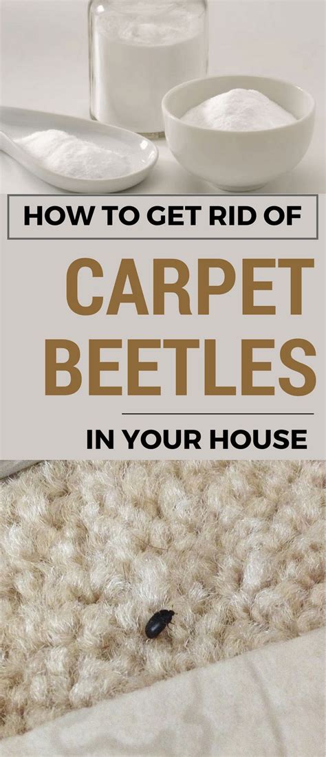How To Get Rid Of Carpet Beetles In Your House Carpet Beetles