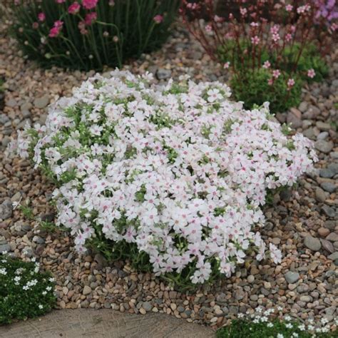 Creeping Phlox Subulata Creeping Phlox Phlox Plant Plants My Xxx Hot Girl