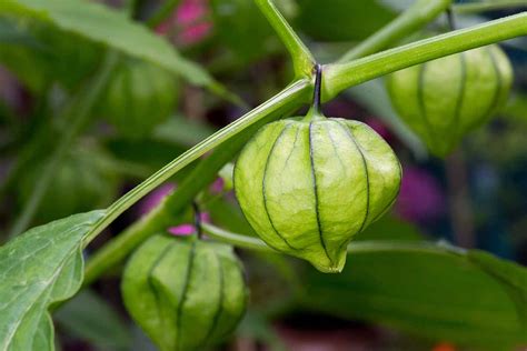 How To Grow And Care For Tomatillos Gardeners Path
