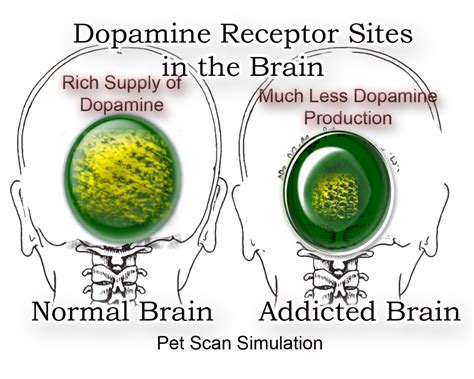 Dopamine And Addiction Serendip Studios One World
