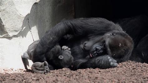 El Bebé Gorila Pepe Cumple 14 Meses En El Bosque Ecuatorial De Bioparc